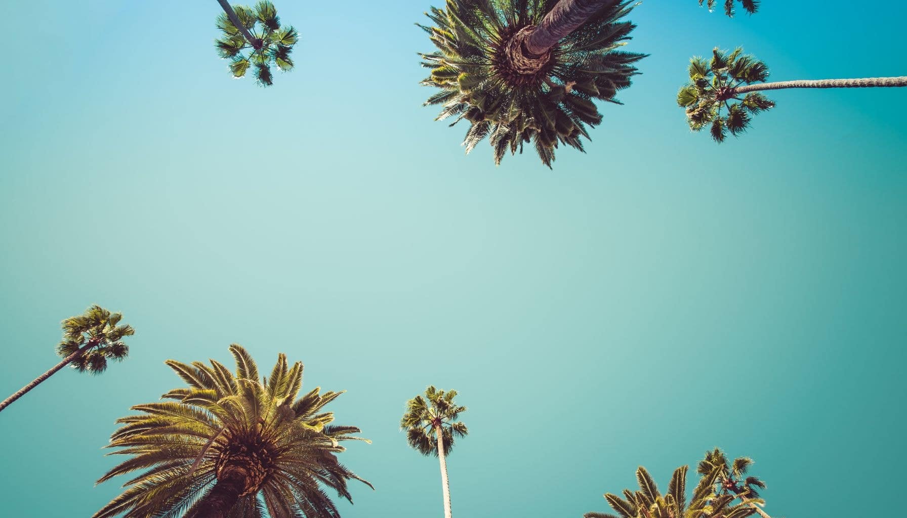 Palm Trees Representing Los Angeles