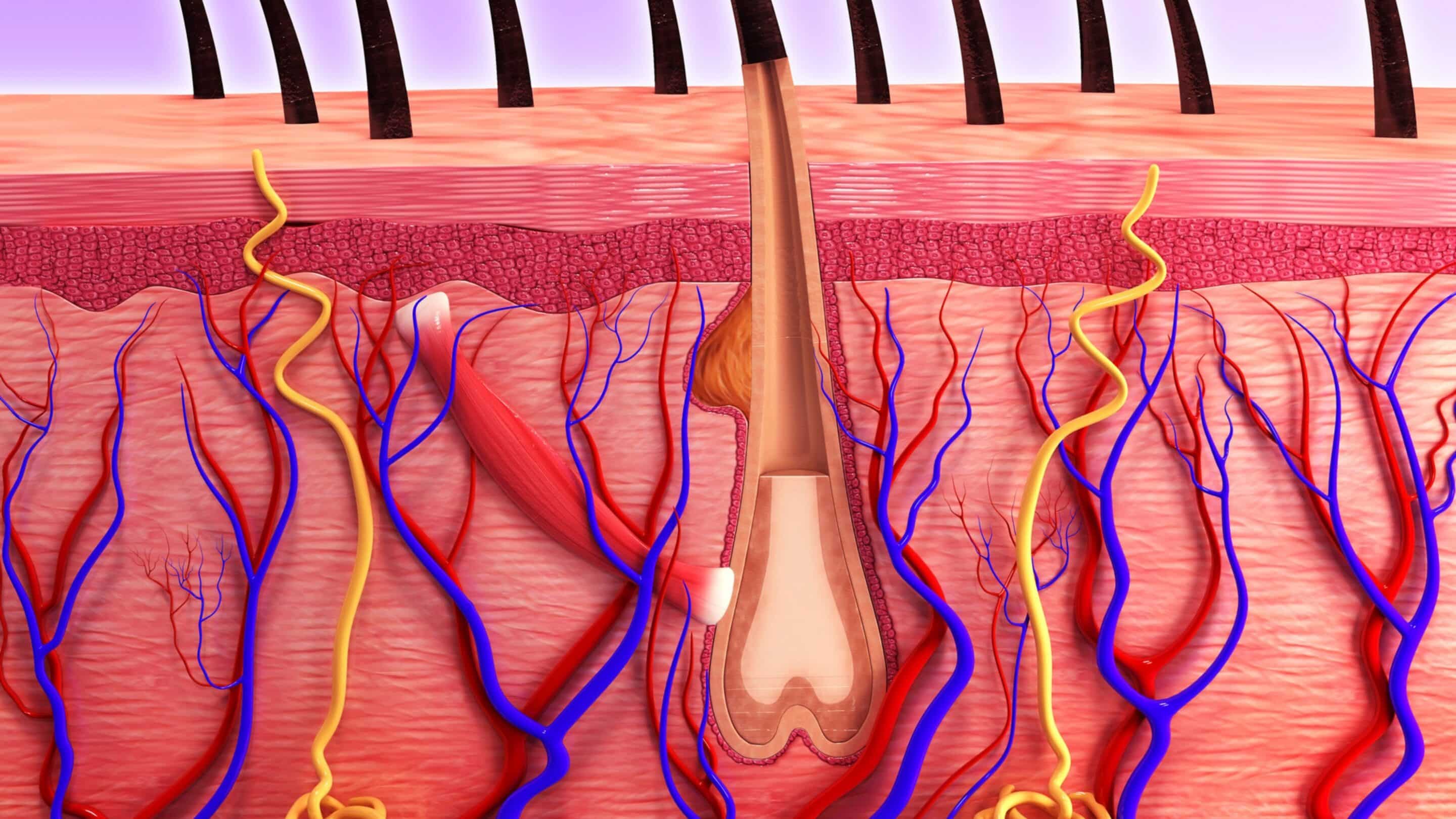 Image icon depiction of a hair follicle